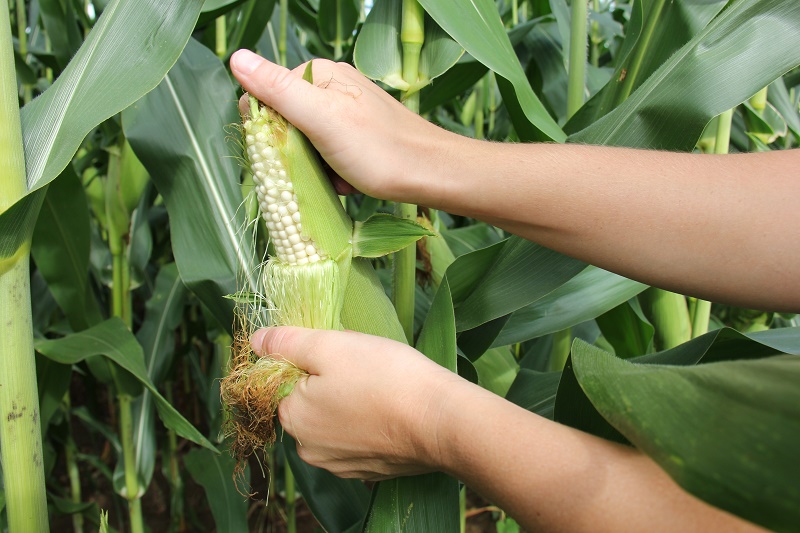 Tay cầm ngô