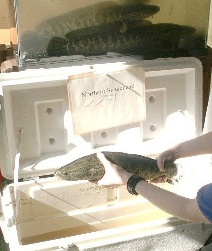 Cá đầu rắn - Ảnh thuộc phạm vi công cộng của USFWS