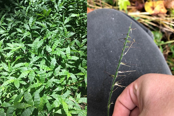 Cỏ Wavyleaf - ảnh Madeleine Kern Công viên tiểu bang Virginia