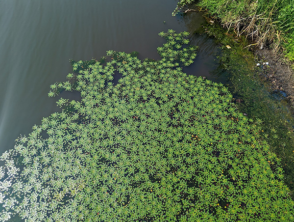 Trapa hai sừng - Ảnh Kevin Heffernan DCR