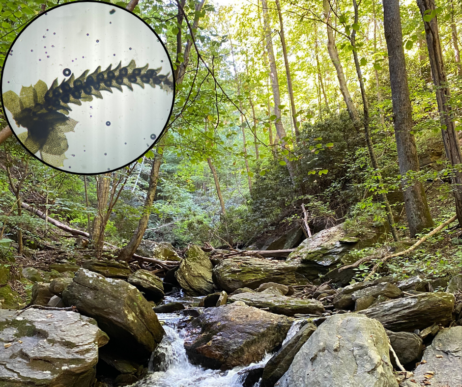 ảnh chụp con suối với cây cối ở phía sau với hình ảnh cận cảnh của rêu tản dưới kính hiển vi