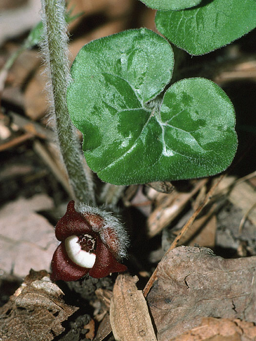 Wild ginger (Asarum canadense)