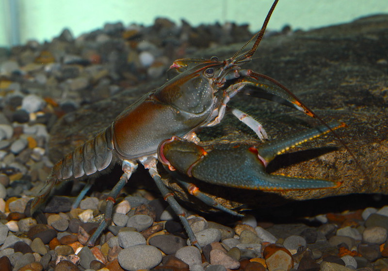 Nguồn ảnh: Big Sandy Crayfish, Public Domain, Zachary Loughman, Đại học West Liberty
