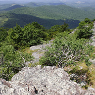 Khu bảo tồn thiên nhiên Buffalo Mountain