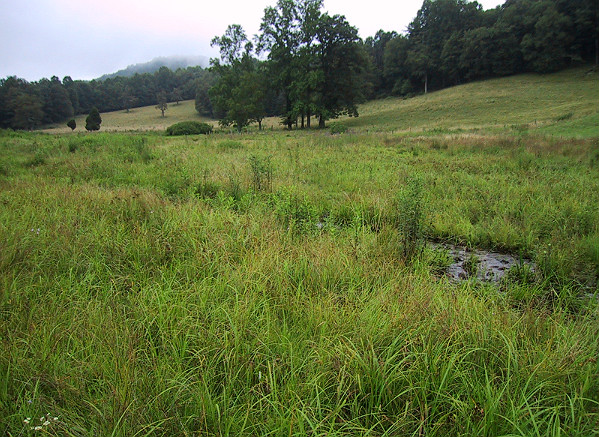 Meadow with gentle hills and trees in the background.