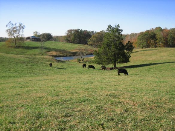 Loại trừ dòng vật nuôi