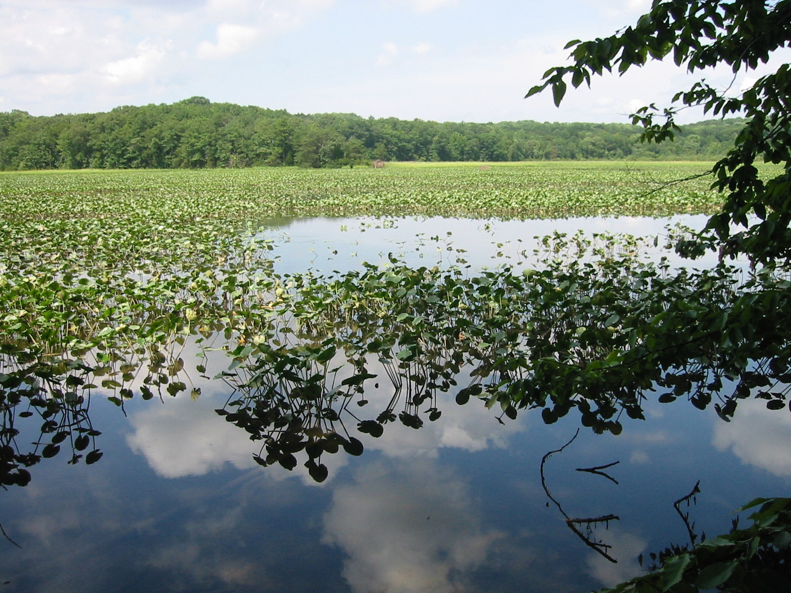Hiển thị Khu bảo tồn thiên nhiên Crow's Nest