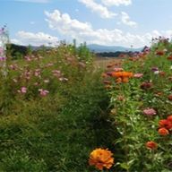 Justin Kristi Schmidt