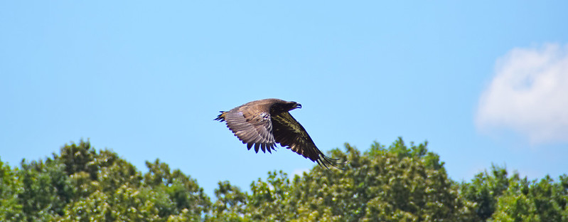Đại bàng #22-0980 đang bay