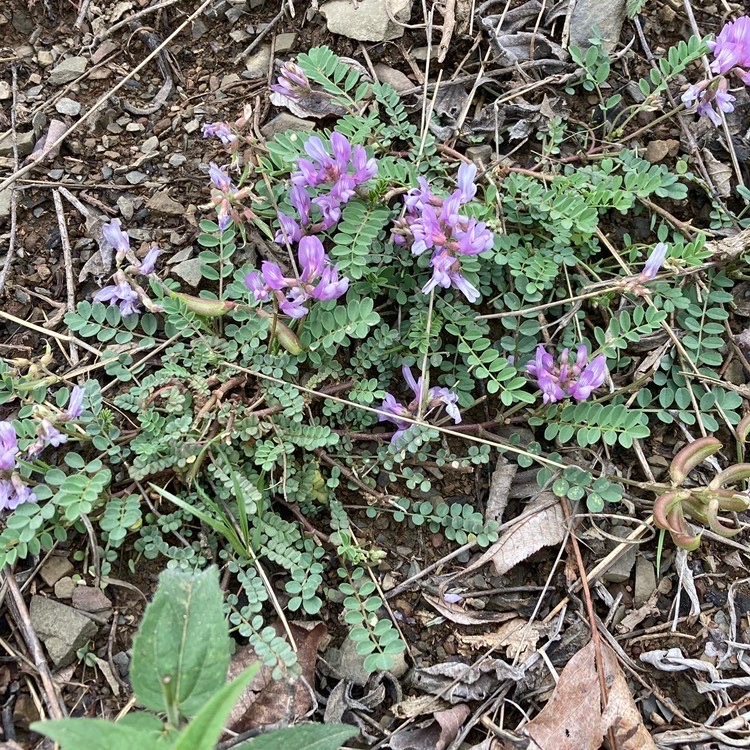 Loài này chỉ được biết đến ở sáu địa điểm tại Virginia, hầu hết từ các bộ sưu tập trong những năm 1930 . Cây đậu tằm Ozark không còn được nhìn thấy ở Short Mountain thuộc Quận Shenandoah kể từ 1987.