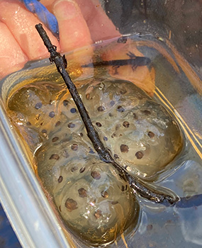 Trứng và ấu trùng