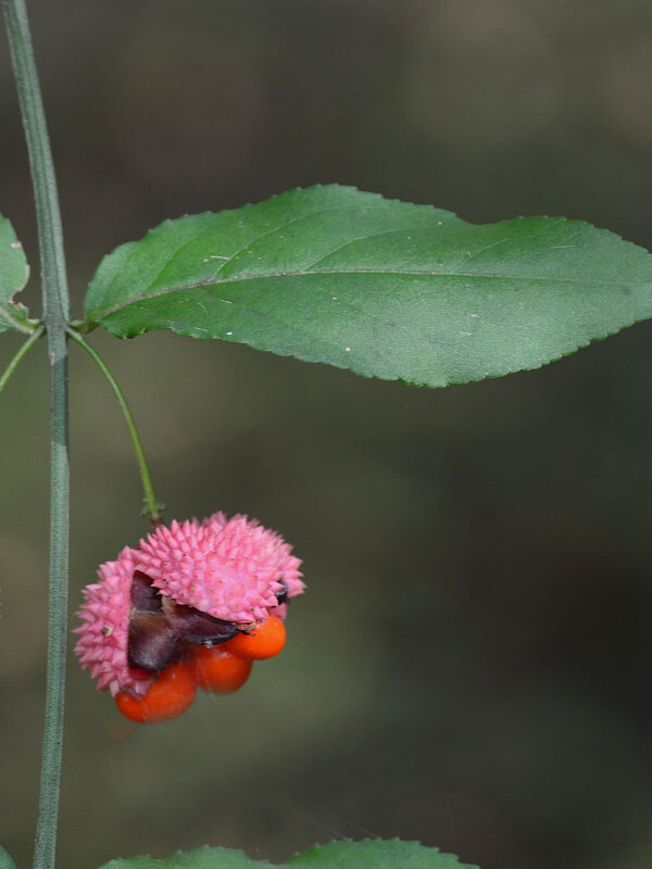 Cây dâu tây (Euonymus americanus)