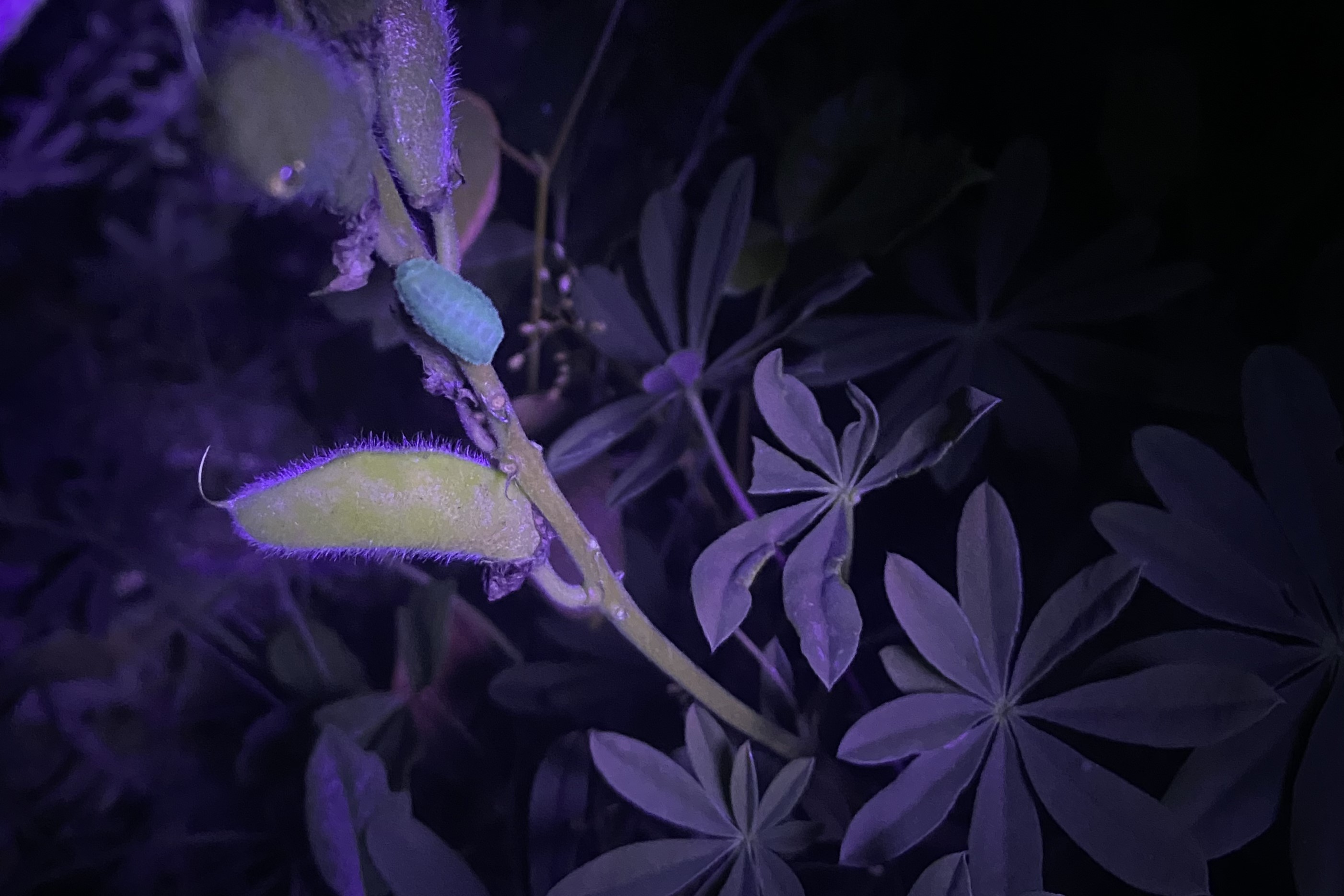 Sâu bướm elfin phủ sương trên cây lupine