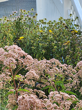 chim sẻ vàng trong vườn