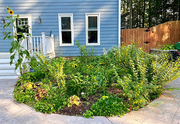 khu vườn ở 2023