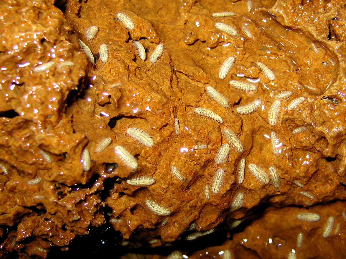 chân đều của quận Lee. ảnh của irvine t. wilson