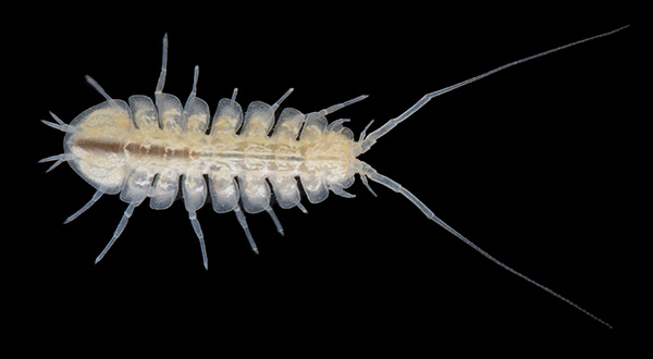 Hang Litton ở Quận Lee chân đều Lirceus