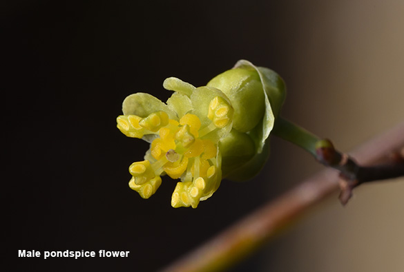 Hoa Pondspice - đực