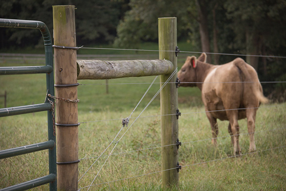 loại trừ dòng vật nuôi