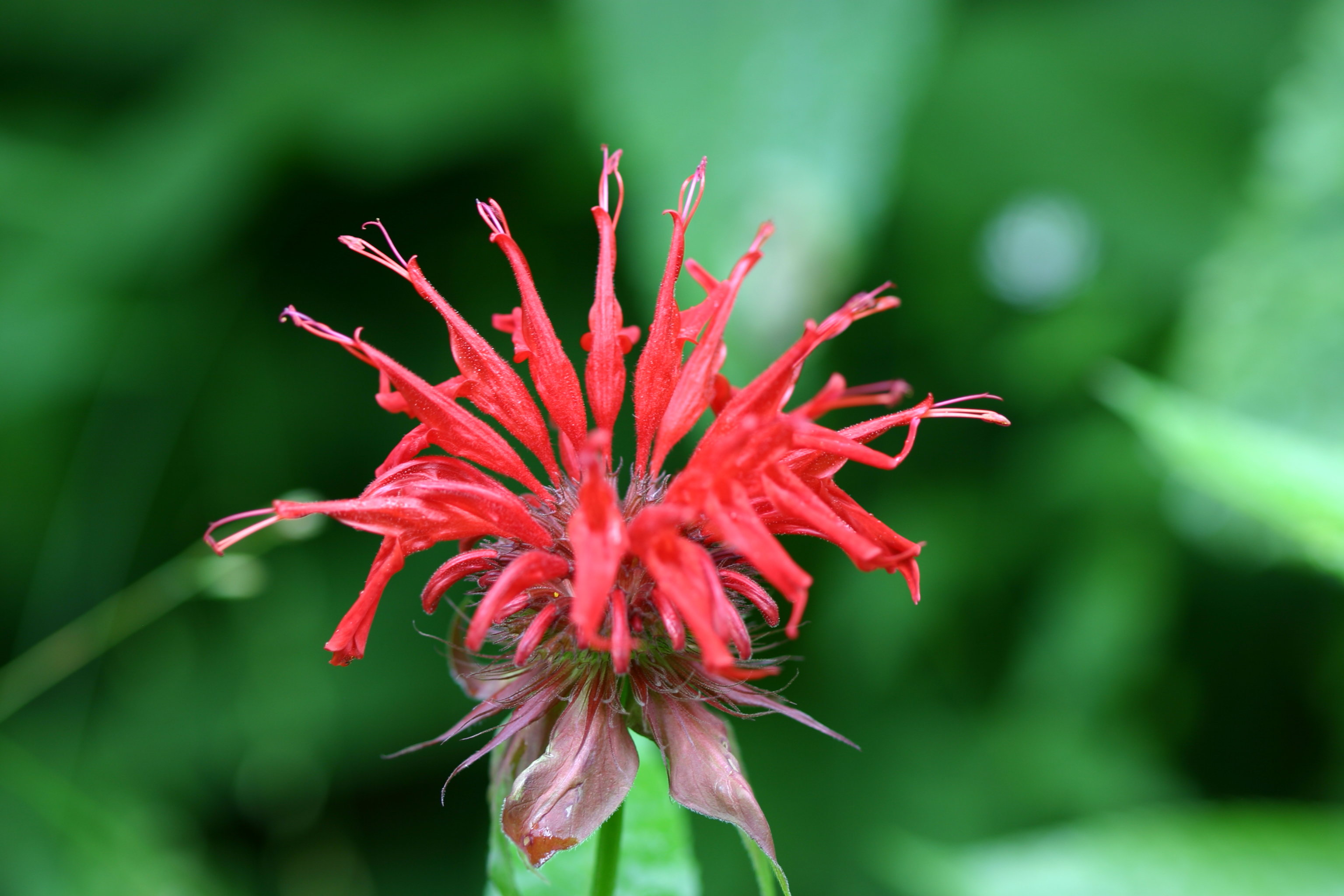 Hoa Beebalm đỏ thắm