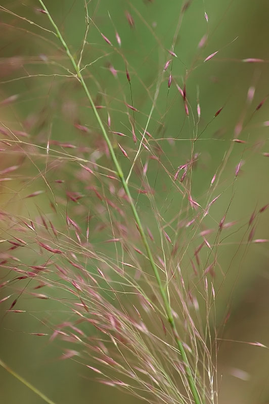 Cỏ muhly hồng (Muhlenbergia capillaris)