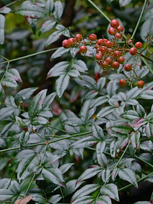 Nandina (Nandina domestica)