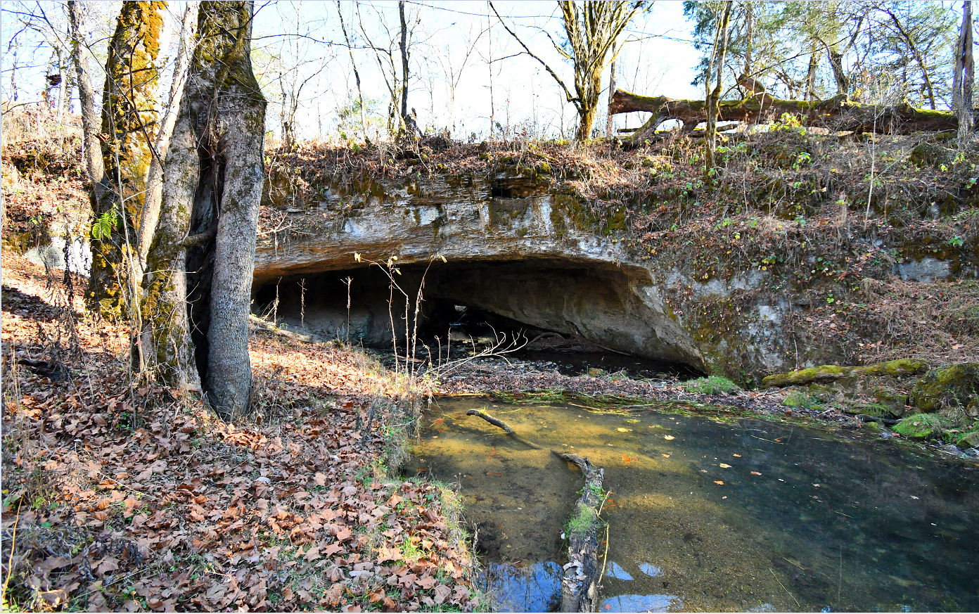 Một cây cầu tự nhiên bắc qua một con lạch được bao quanh bởi cây cối và lá rụng.