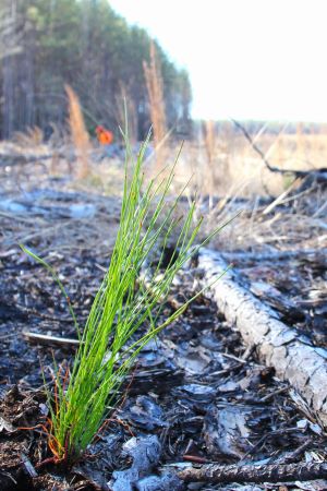 A shock of bright green pine needles contrasts with charred soil; a worker dressed in orange is in the distance.