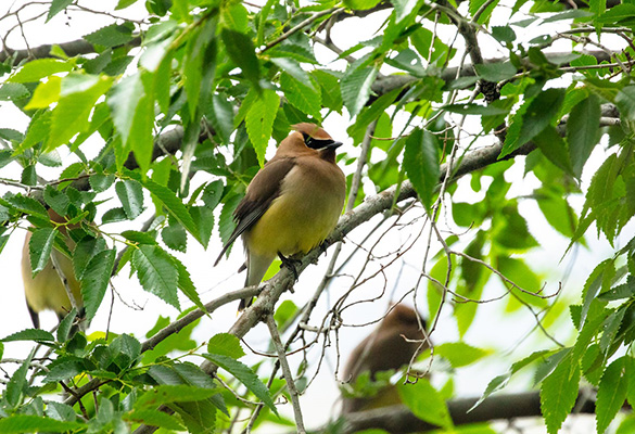 Sáp cánh tuyết tùng