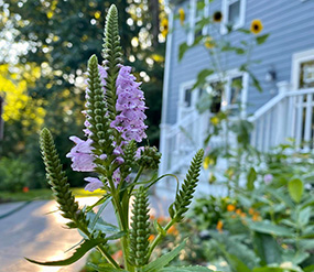 Cây Oenothera biennis