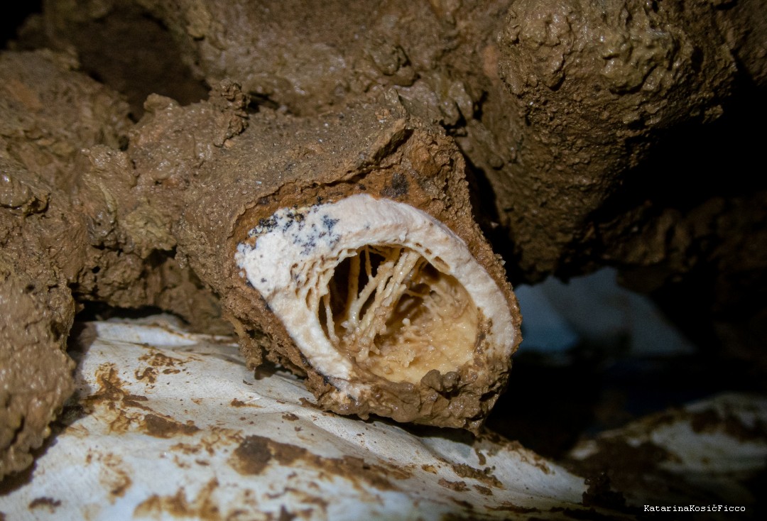 Nhìn thấy phần rỗng bên trong của một trong những chiếc xương.