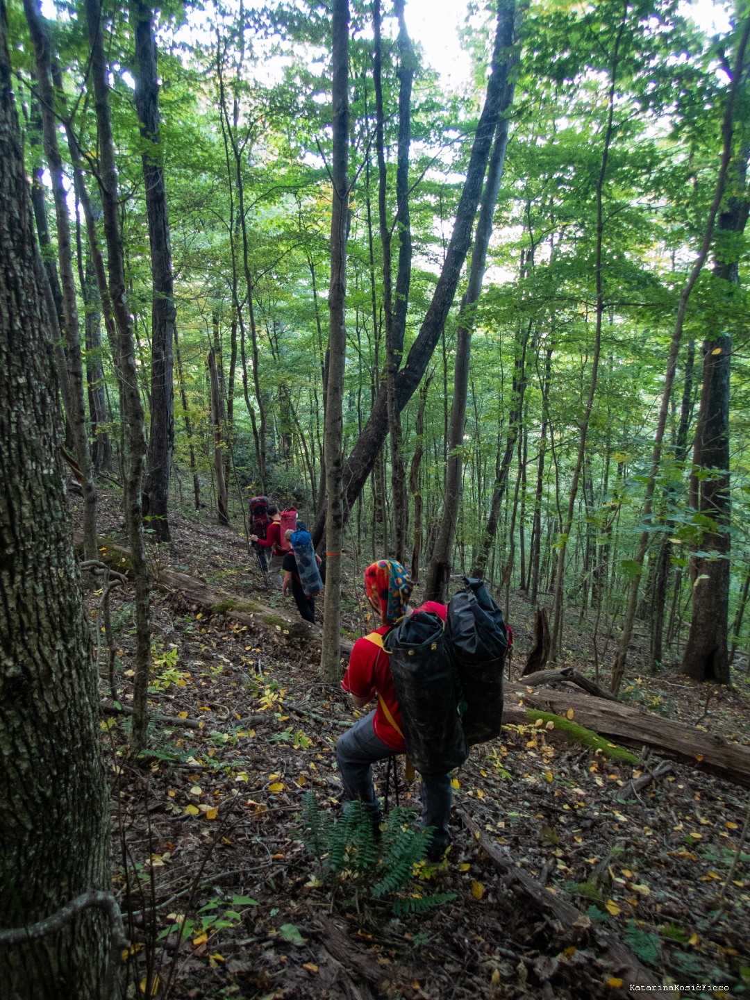Đi bộ đến hang động qua những tán cây rậm rạp. 