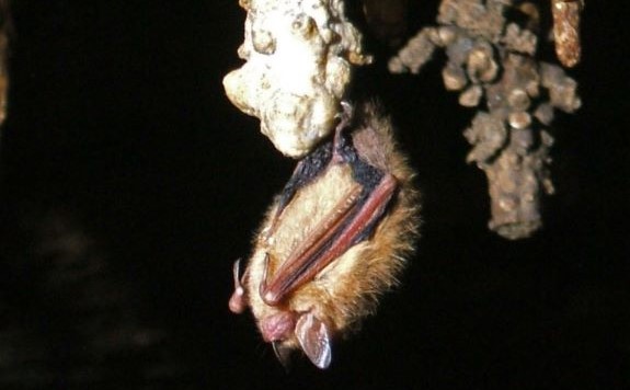 con dơi ba màu của phil lucas