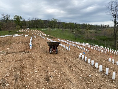 Khu vườn hạt dẻ Mỹ tại Sky Meadows