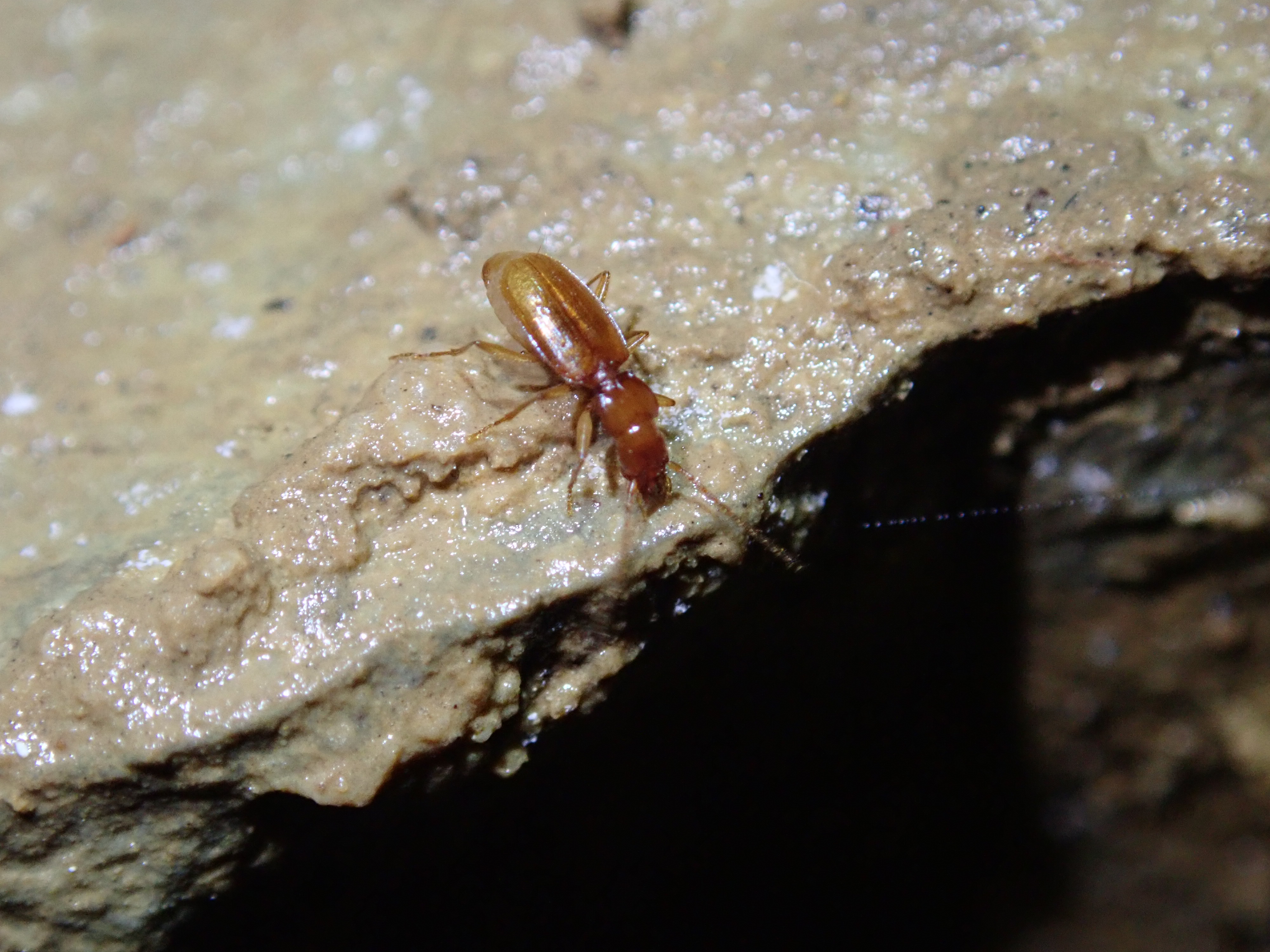 hình ảnh của bọ cánh cứng hang động