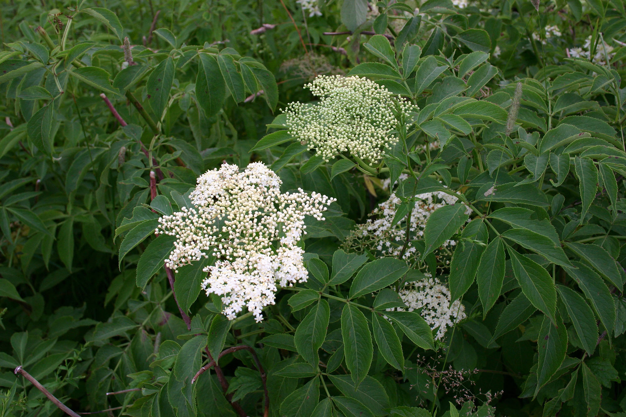 Cây cơm cháy đỏ nở hoa trắng