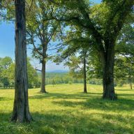 thảo nguyên chăn thả lâm sinh