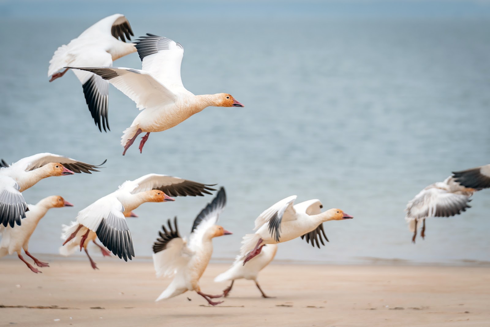 Several mostly white geese take off in flight from a beach. The geese have black tipped feathers and an orangeish head and neck.