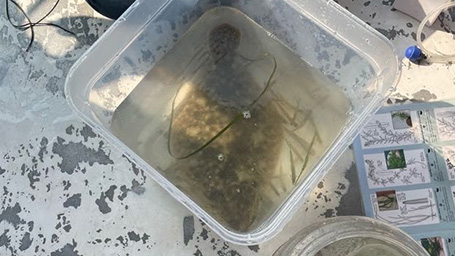 nguyên vật liệu