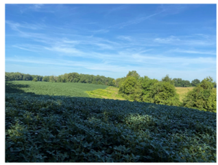 farm-harris-2.png farm-harris-2.png