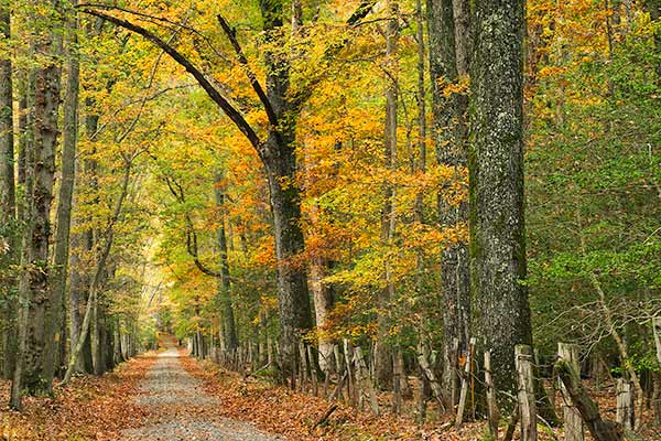 Đường mùa thu tại Công viên Tiểu bang Caledon Đường mùa thu tại Công viên Tiểu bang Caledon