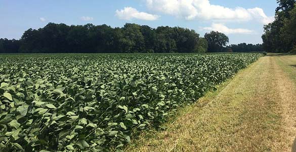 Cánh đồng nông trại