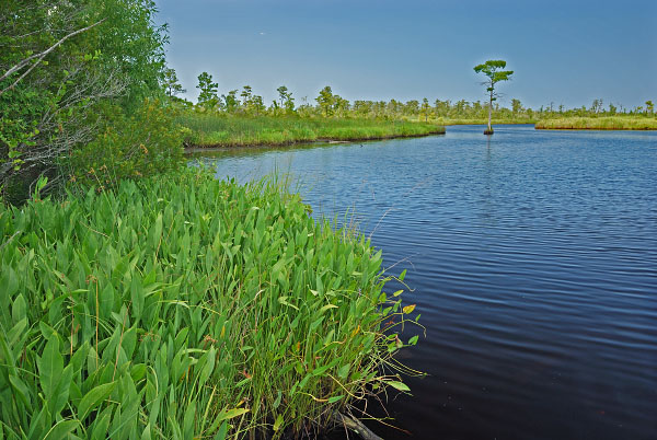 Khu bảo tồn thiên nhiên sông North Landing