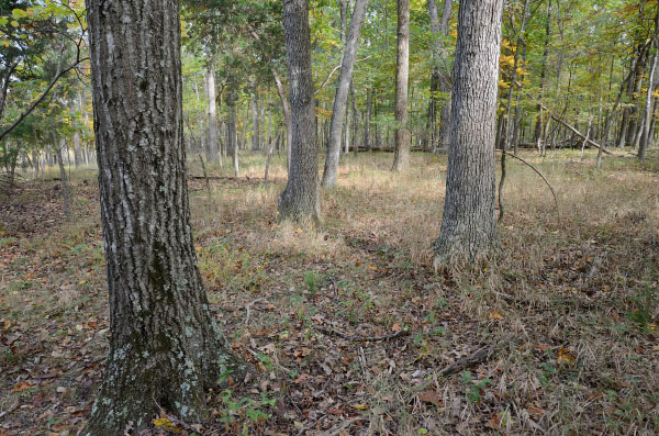 Khu bảo tồn thiên nhiên Elklick Woodlands