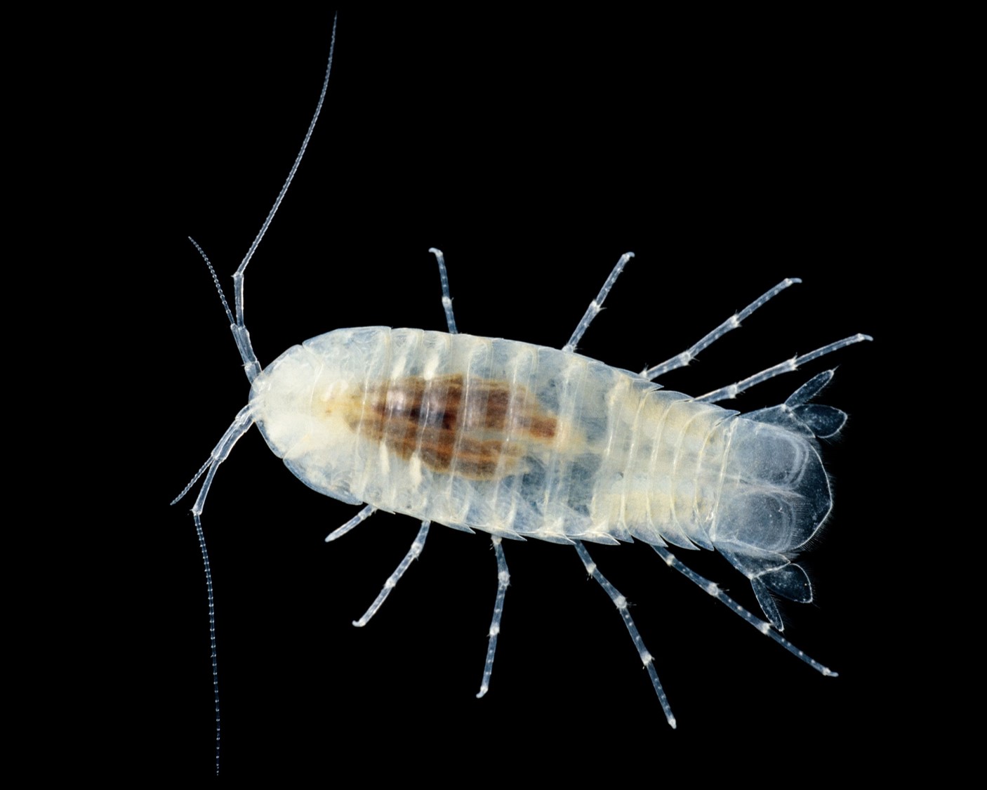 mùa xuân sông powell