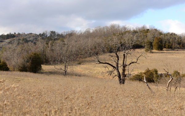 Khu bảo tồn thiên nhiên Bald Knob