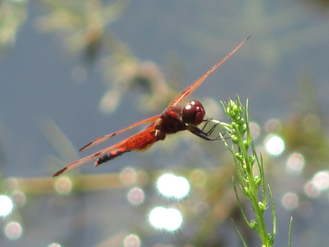 Cờ đuôi nheo Calico, (<em>Celithemis elisa</em>) Ảnh của Anne Chazal Cờ hiệu Calico