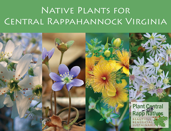 ảnh bìa cho hướng dẫn về cây