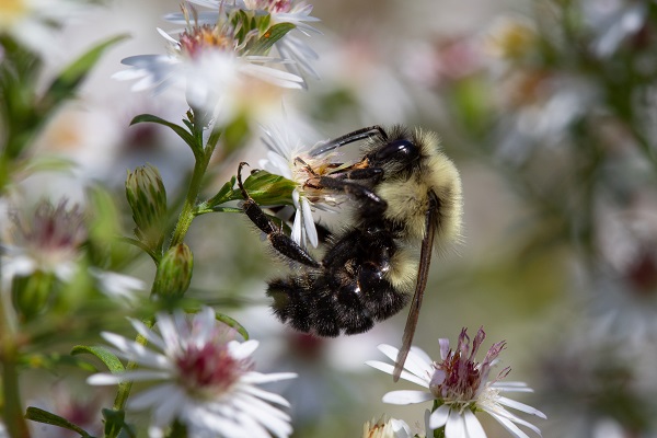 Ong đất miền Đông, (<em>Bombus impatiens</em>) Ảnh của Irvine T. Wilson Ong đất miền Đông