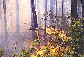 hình ảnh đốt cháy có kiểm soát